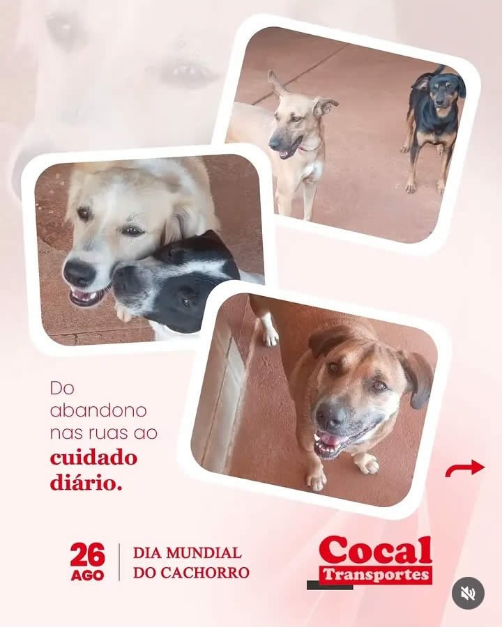 Conteúdo desenvolvido para cliente da TranspoMarketing